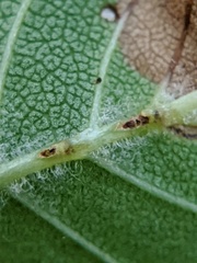 Orchestes steppensis