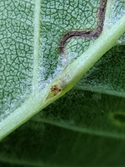 Orchestes steppensis