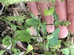 Rostellularia obtusa