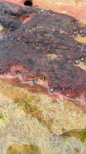 Austrolittorina unifasciata observed 2026-10-28