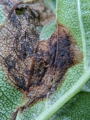 Orchestes steppensis