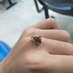 Acanthocoris sordidus