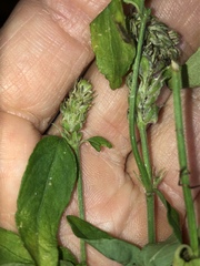 Rostellularia obtusa