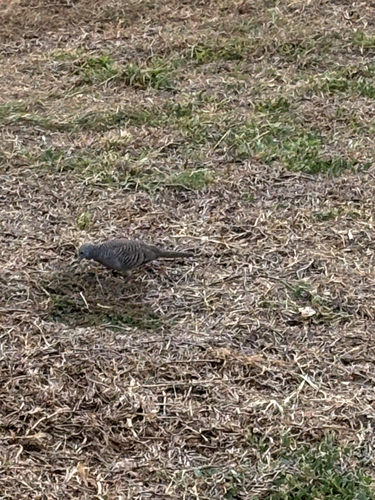 Geopelia striata observed 2026-10-27