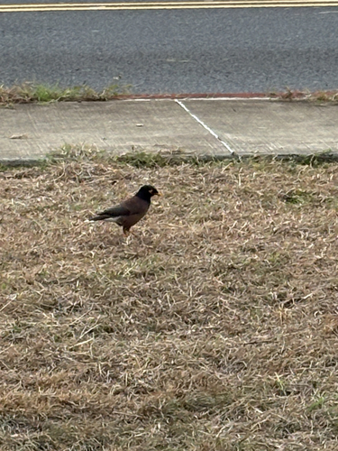 Acridotheres tristis observed 2026-10-27