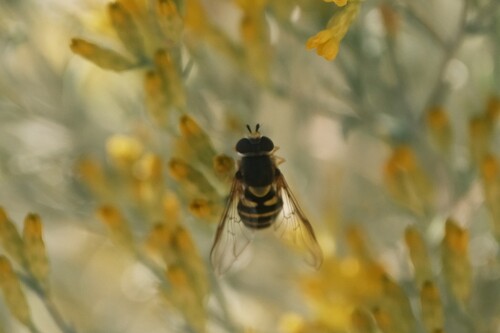Syrphus observed 2026-10-27