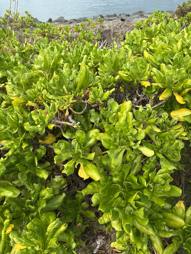 Scaevola taccada observed 2026-10-27
