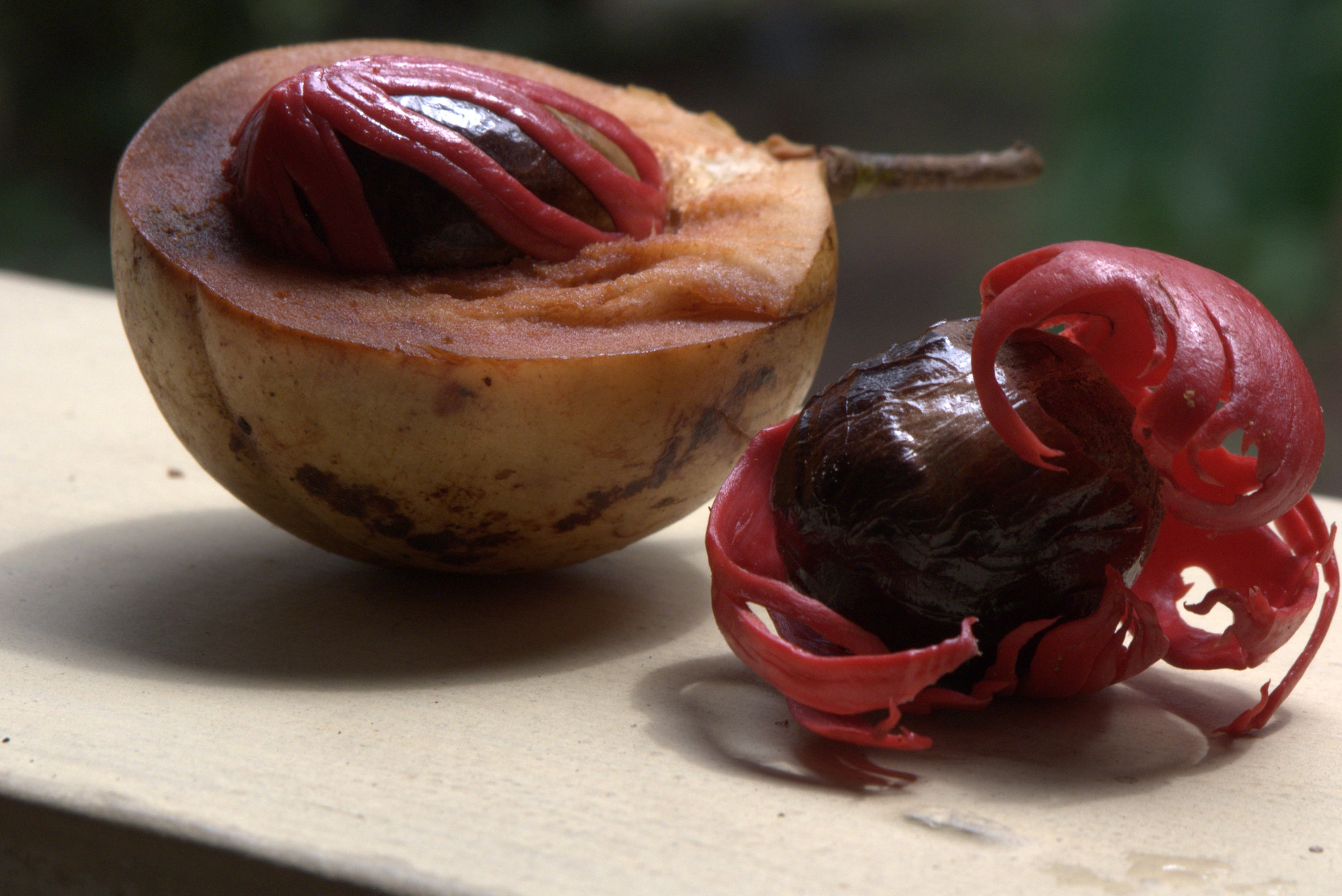 Myristica fragrans