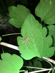 Pisaurina dubia
