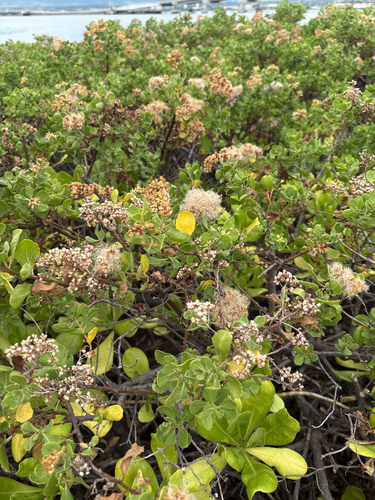 Pluchea indica observed 2026-10-27