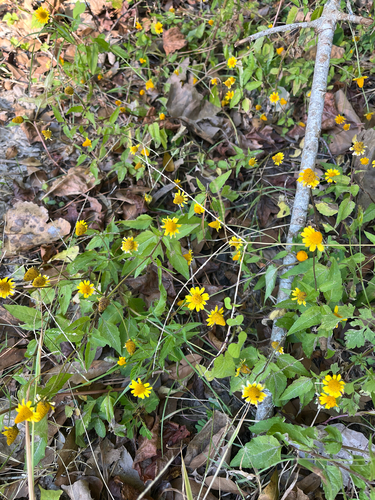 Spilanthes observed 2026-10-27