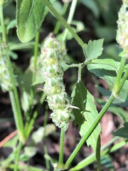 Rostellularia obtusa