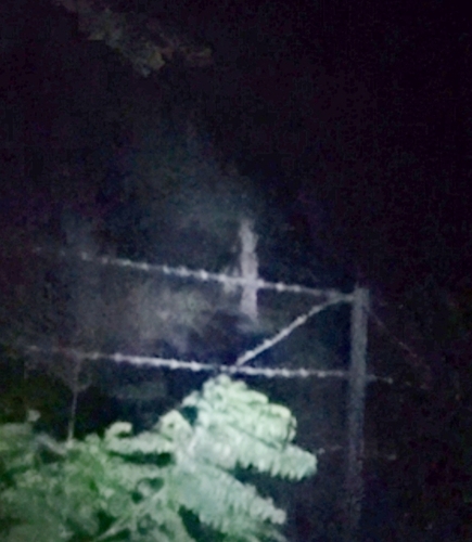 Rusa unicolor observed 2026-10-28