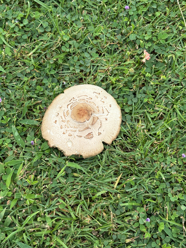 Lepiota observed 2026-10-27