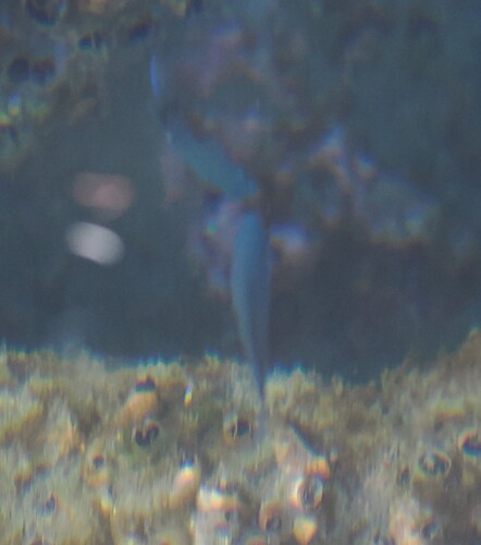 Chromis observed 2026-10-27