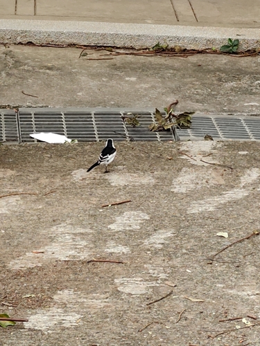 Motacilla alba observed 2026-10-28