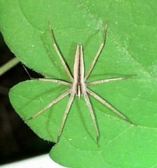 Pisaurina dubia