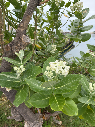 Calotropis gigantea observed 2026-10-27
