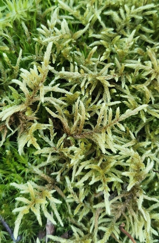 Pleurozium schreberi observed 2026-10-25