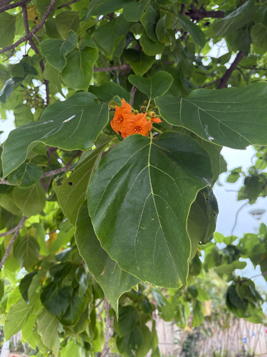 Cordia subcordata observed 2026-10-27
