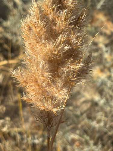 Canna observed 2026-10-27