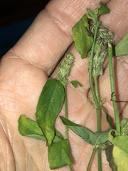 Rostellularia obtusa