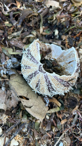 Tripneustes gratilla observed 2026-10-28