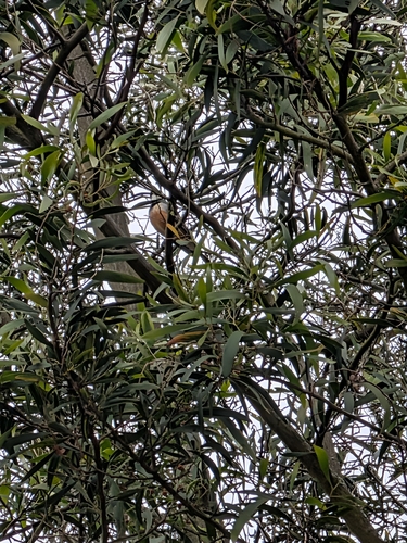 Pachycephala observed 2026-10-28