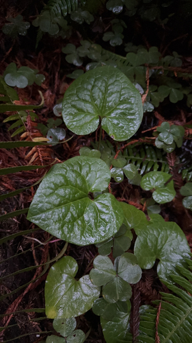 Asarum caudatum observed 2026-10-27