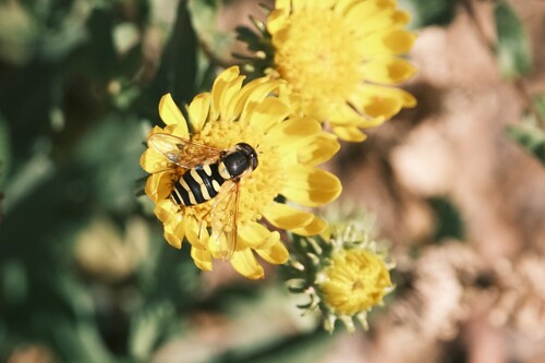 Syrphus observed 2026-10-27