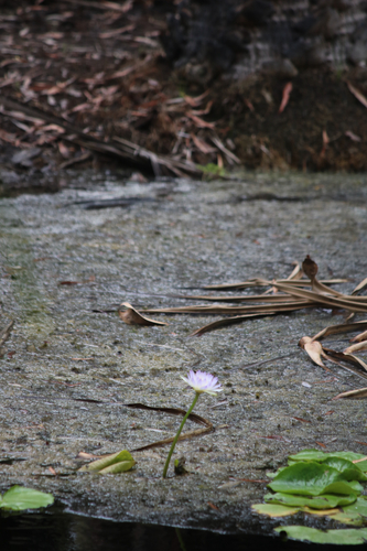 Nymphaea observed 2026-10-28
