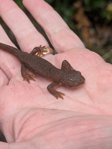 Taricha granulosa observed 2026-10-27