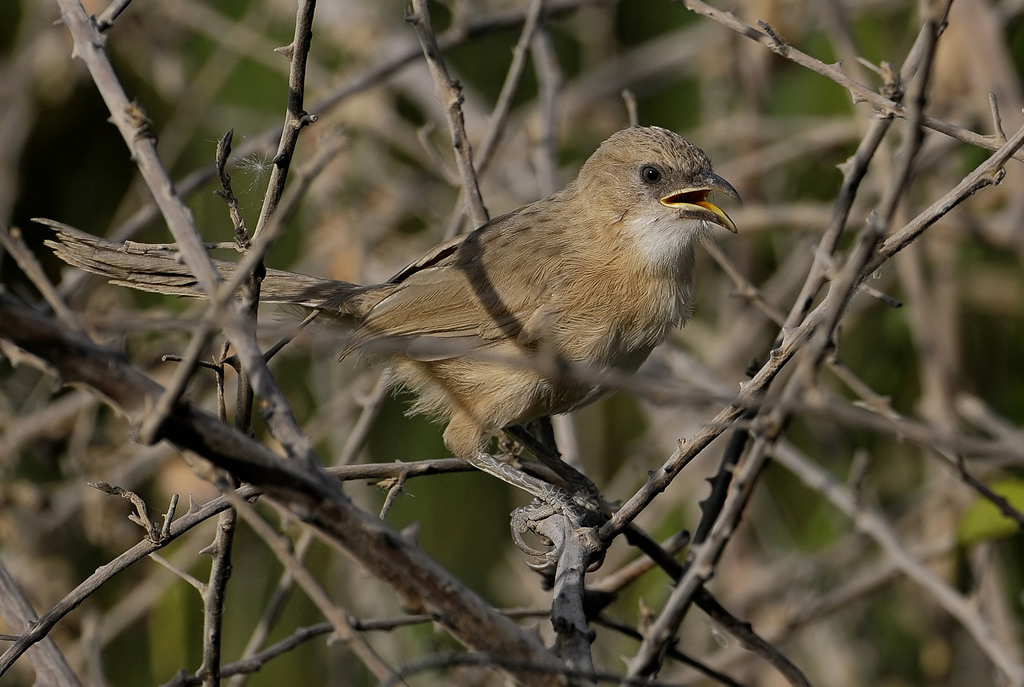 Iraq Babbler photo