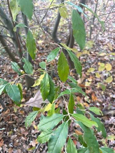 Elaeagnus observed 2026-10-27