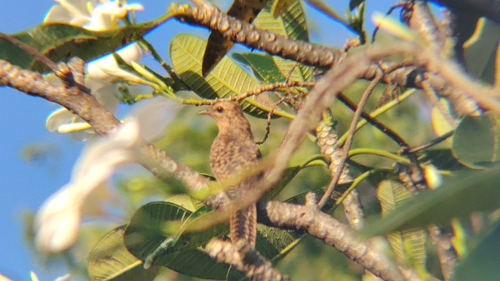 Cacomantis observed 2026-10-28