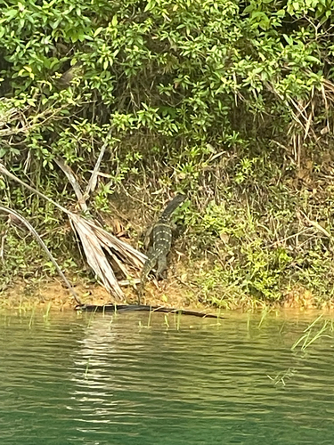 Varanus salvator observed 2026-10-28