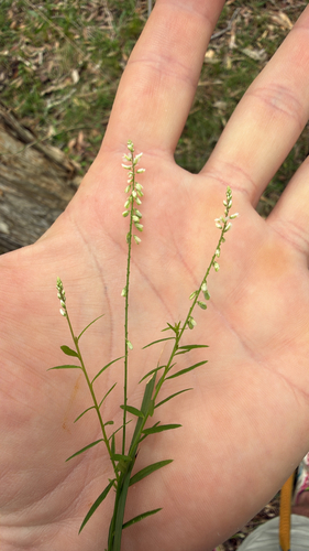 Polygala paniculata observed 2026-10-28