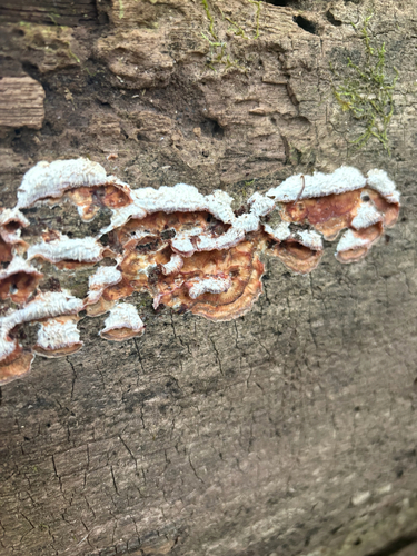 Phlebia tremellosa observed 2026-10-27
