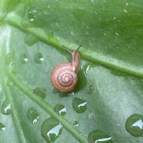 Bradybaena similaris observed 2026-10-27