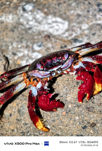 Grapsus grapsus observed 2026-10-27