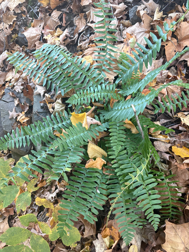 Polystichum acrostichoides observed 2026-10-27