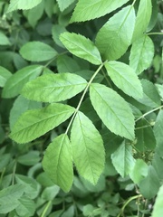 Rosa multiflora