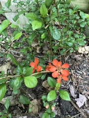 Angiospermae