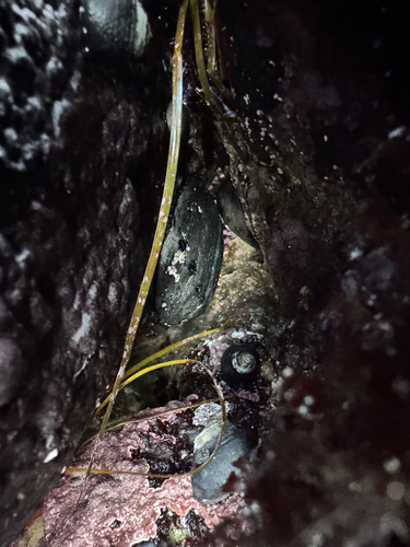Haliotis cracherodii observed 2026-10-27
