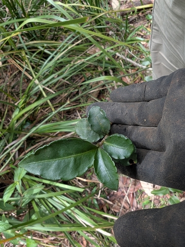 Ardisia observed 2026-10-28