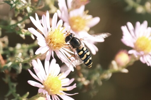 Syrphus observed 2026-10-27