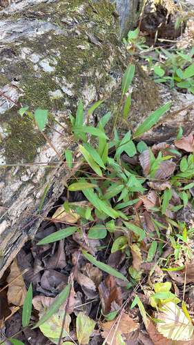 Microstegium vimineum observed 2026-10-26