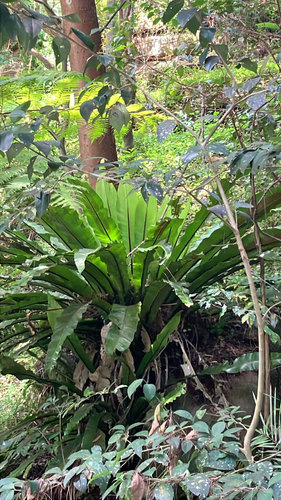 Asplenium australasicum observed 2026-10-28