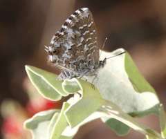 Theclinesthes serpentata serpentata