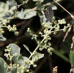 Theclinesthes serpentata serpentata